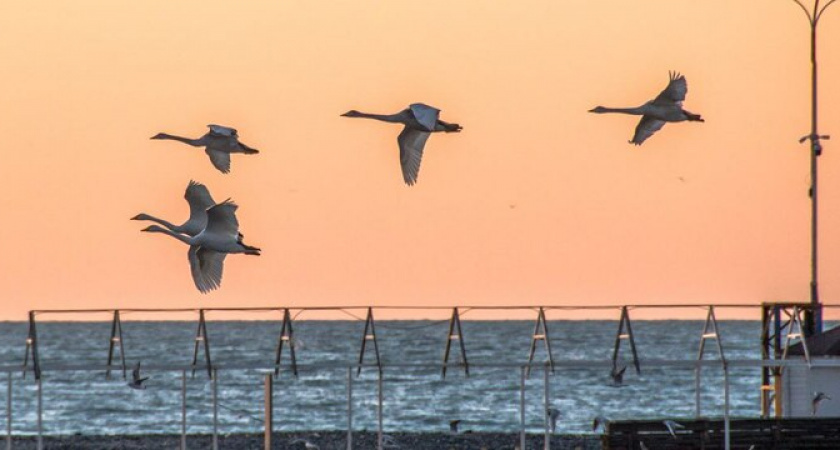Температуры рухнут: в Краснодарском крае похолодает до -15