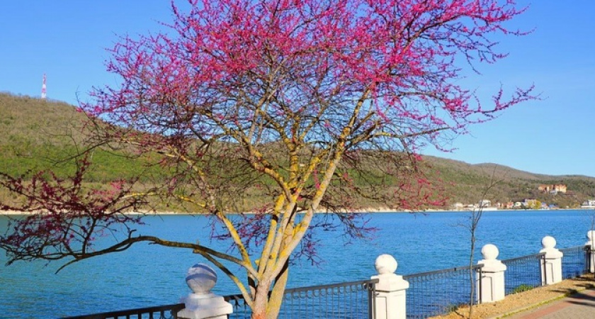 Невероятно красиво! В Абрау-Дюрсо расцвели Иудовы деревья