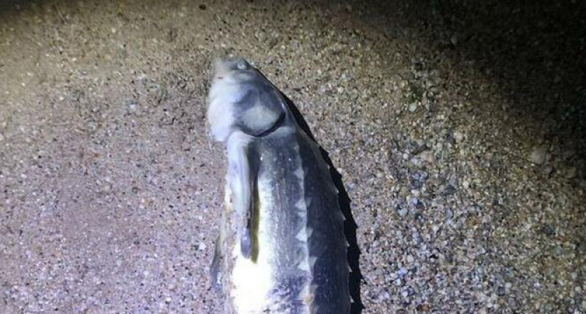 Правоохранители поймали браконьера, выловившего русского осетра