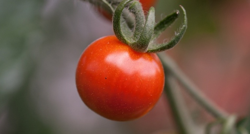 Соберете целое ведро помидоров с одного куста: просто добавьте копеечное удобрение