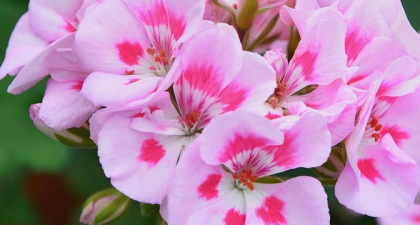 Рюмка под герань — и цветок сразу расцветет: раскрыт секрет чудесной подкормки