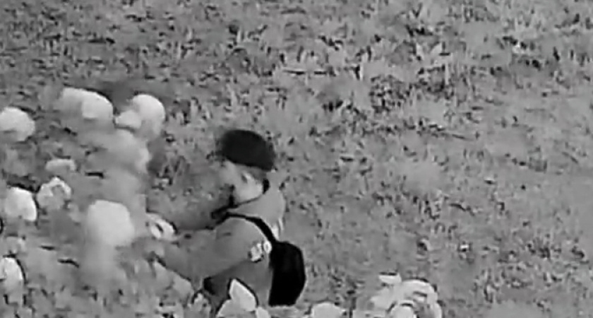 «Барыги или безденежные романтики?» - два мешка алых роз срезали воришки с клумбы жителя Новороссийска