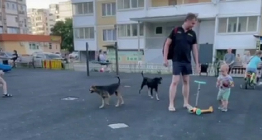 Бродячие собаки нападают на людей на детской площадке в Новороссийске