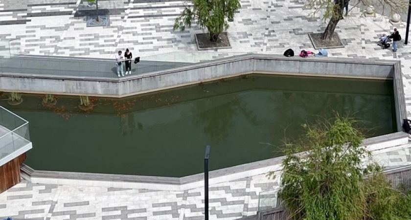 «В плохой воде мальки никогда не появятся!»: рыба в пруда в парке Фрунзе Новороссийска пошла на нерест