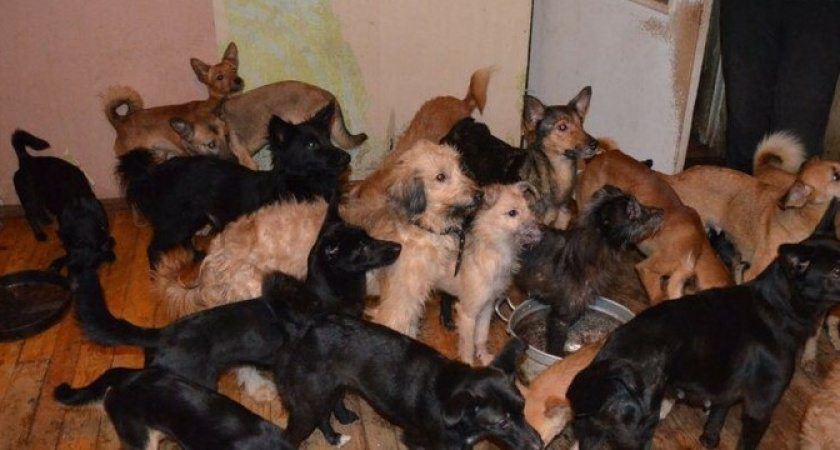 "Трупный запах и постоянный лай": новороссийцы поселили десятки собак и кошек в жилом доме