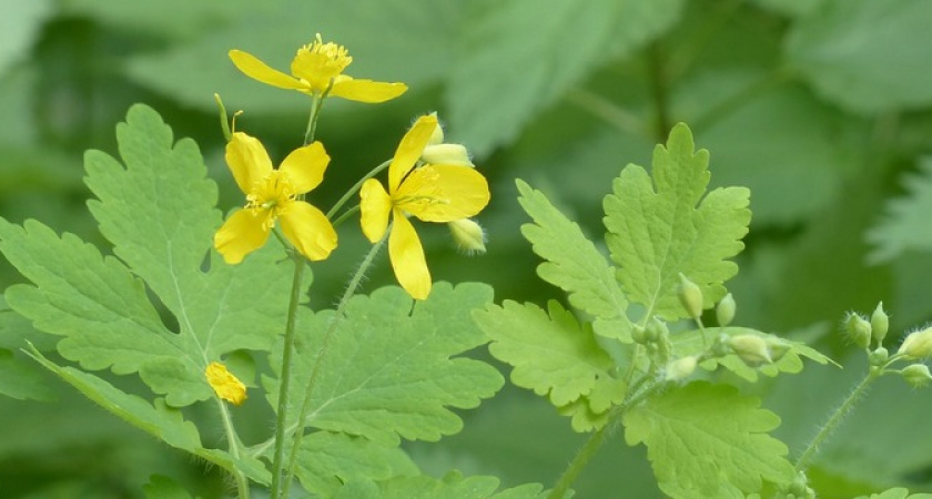 Какую пользу может принести чистотел на дачном участке