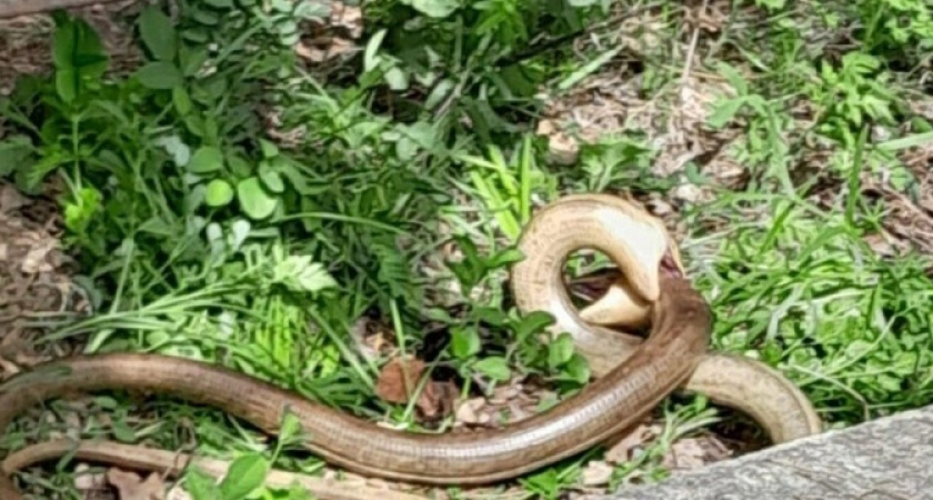 Плюс одна фобия: в Новороссийске на кладбище среди могил ползают огромные змеи 