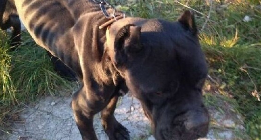 «Собаки истощены и обезвожены»: хозяева бросили четвероногих друзей на верную смерть в недостроенном доме в Новороссийске