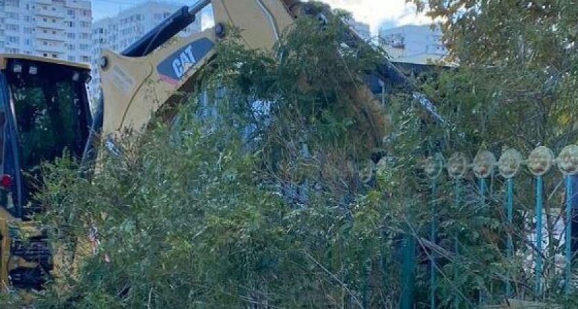 Власти Новороссийска срубили деревья для Центра единоборств, а потом решили узнать - нужен ли он вообще