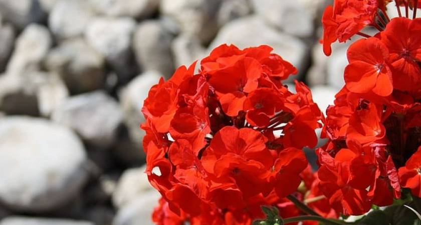 Рюмка под герань — и цветок сразу расцветет: бабушка научила 