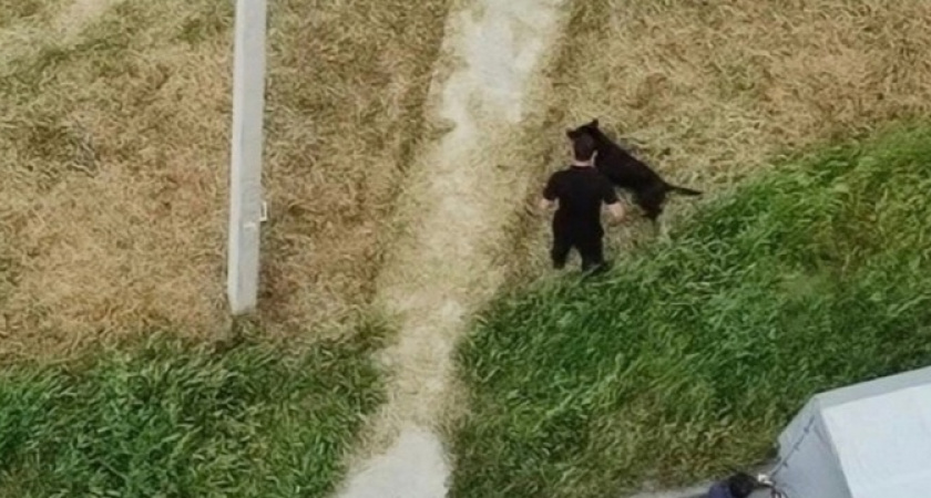 "Люди с балконов плакали, кричали и истерили": новороссийцы стали свидетелями жестокого отлова бездомного пса