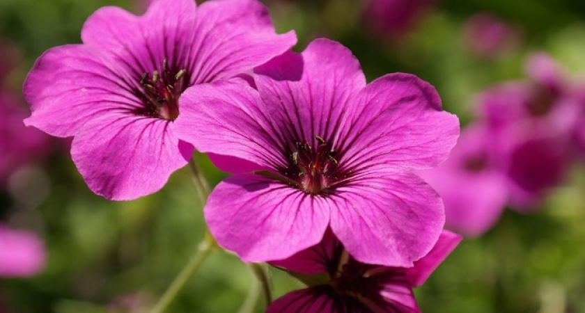 Герань бурно зацветет: полейте цветок этой подкормкой