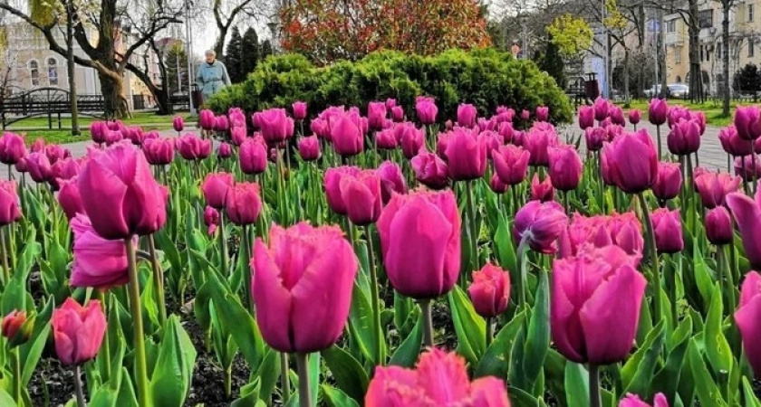 В Новороссийске планируют высадить около 180 тысяч виол, больше 50 тысяч тюльпанов и 3 тысяч декоративных капуст