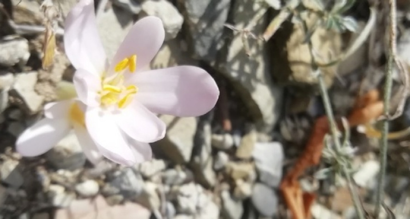 Природа перепутала осень с весной: в лесу под Новороссийском распустились первоцветы