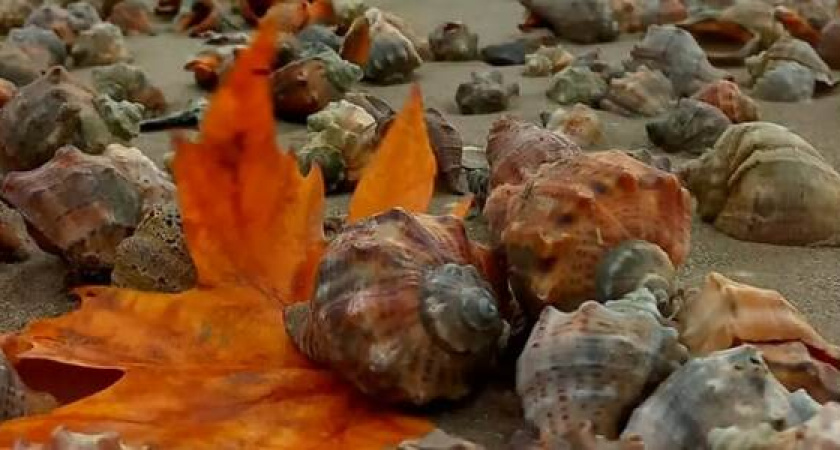 В Анапе шторм выбросил на берег тысячи рапанов