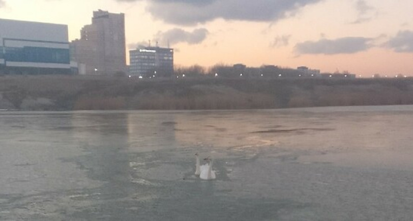 Прилетели в теплые края, называется! Лебеди примерзли ко льду в Суджукской лагуне Новороссийска