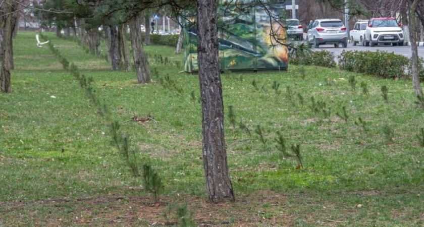 «Часть саженцев, скорее всего, погибнет»: биолог прокомментировал посадку сосен в сквере 75-летия Победы в Новороссийске