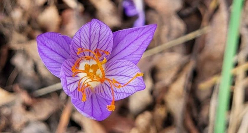 В Новороссийске раскрылся прекрасный крокус