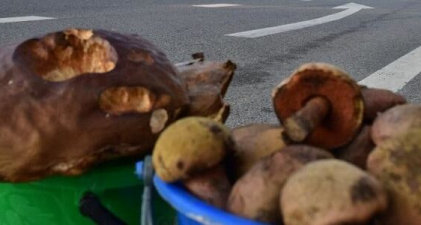 Власти Новороссийска борются с торговцами грибов на трассах: штрафы приходят на Госуслуги