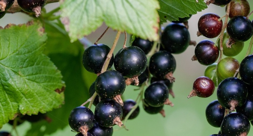 Чёрная смородина даст рекордный урожай: умные дачники используют в апреле только эту подкормку 