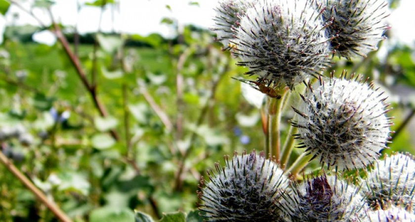 Сорняки исчезнут все разом: разведите стакан на ведро и полейте вечером - не узнаете свой участок