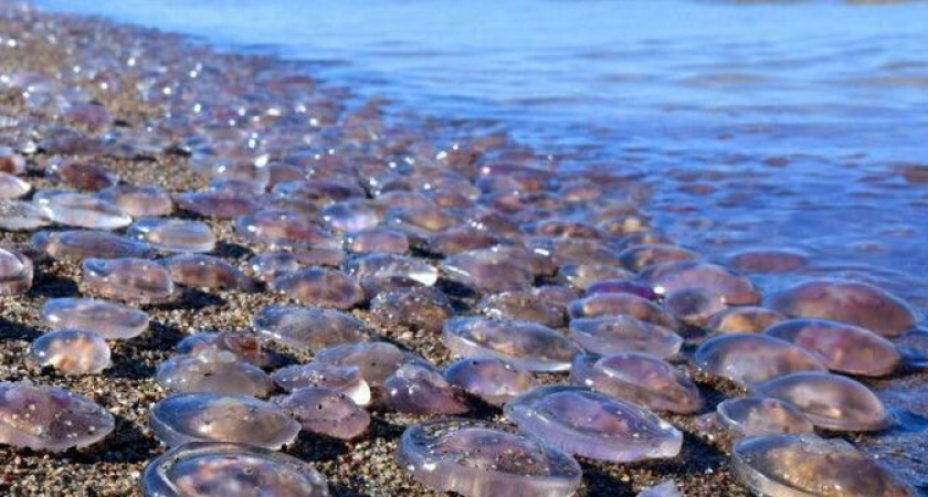 Кисельные берега! Море на пляже Большого Утриша в Анапе медузы превратили в желе