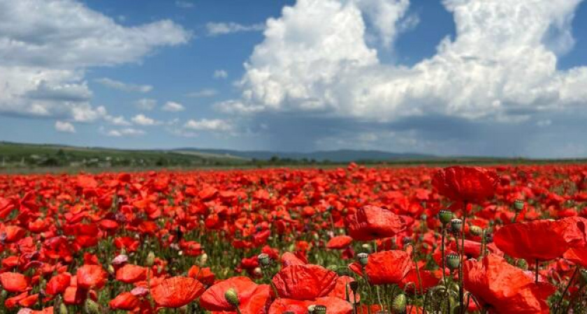 Огненные цветы: в окрестностях Новороссийска и Анапы распустились шикарные маковые поля