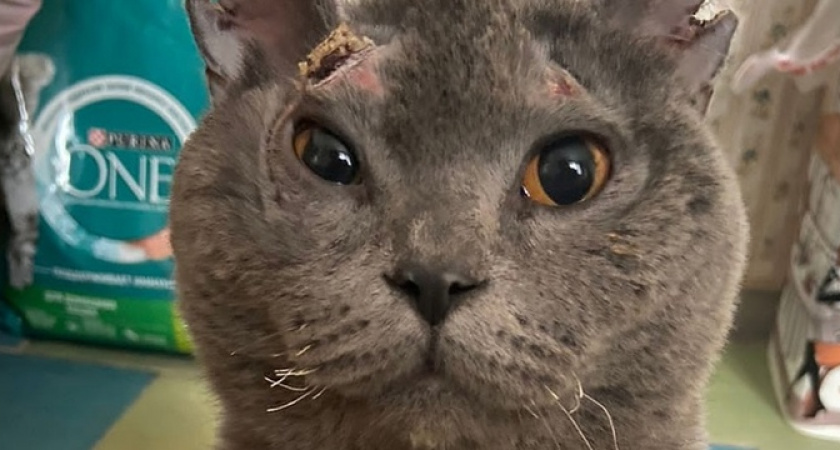 Кот Миша, пострадавший в пожаре после взрыва бытового газа в Новороссийске, ищет дом и любящую семью