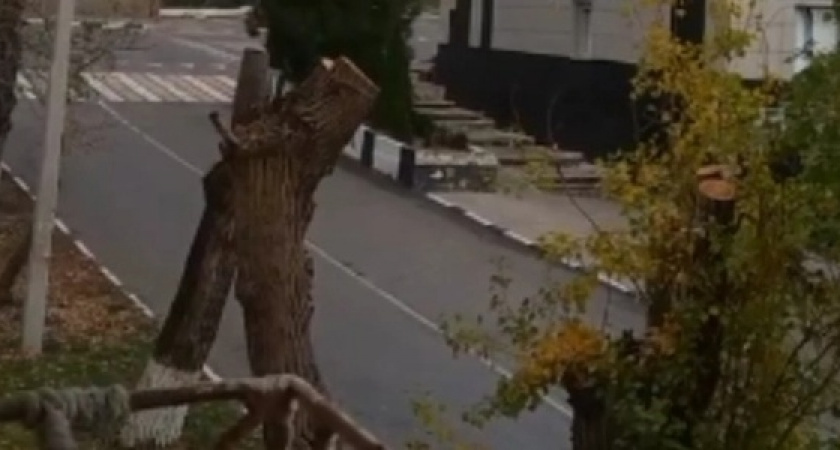 «Деревья стали жертвами человеческого беспредела!»: новороссийцы пожаловались на «варварскую» обрезку тополей