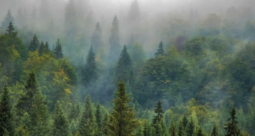 «Я всё уже, не могу, кровь мешает...»: специалисты поискового отряда «Лиза Алерт» опубликовали отчет о поисках 13-летней девочки, замерзающей в лесу