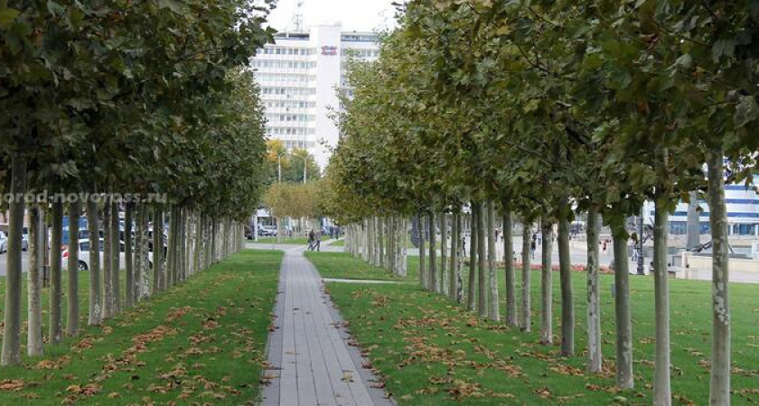 Где в Новороссийске посадят полтора миллиона деревьев? 