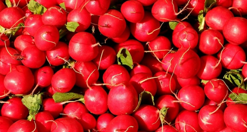 Эти сорта редиса можно сажать всё лето: никакого стрелкования и горечи
