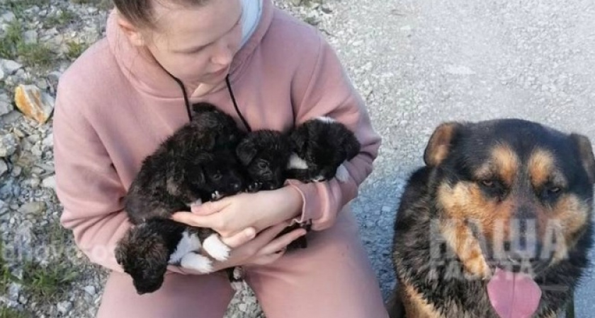 Полицейские выясняют, кто хотел утопить щенков в реке в Новороссийске