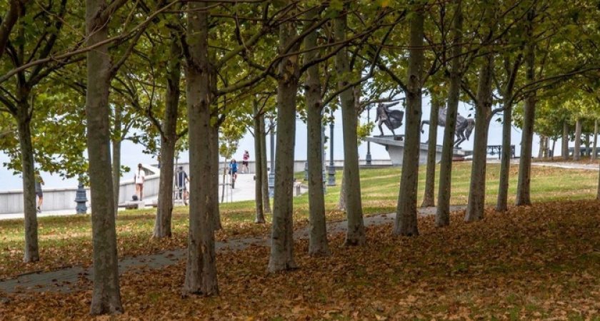 Июль репетирует октябрь: в Новороссийске листья кленов и платанов засохли и опали. В чем причина?