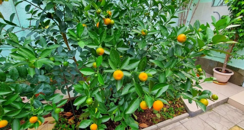 Благоухают розы и спеют мандарины: декабрь на Черноморском побережье