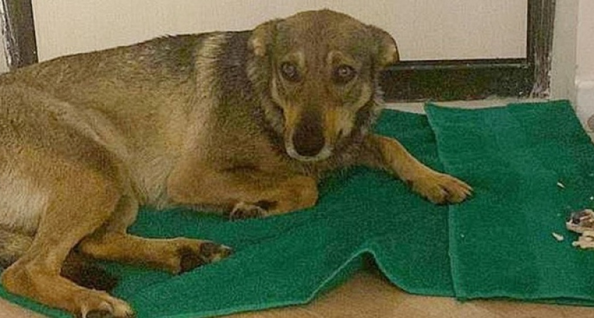 В Новороссийск женщина вывезла со двора бездомную собаку, из-за этого между соседями возник самый настоящий скандал