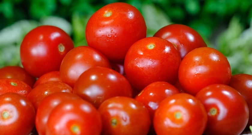 Как получить богатый урожай томатов: советы опытного садовода