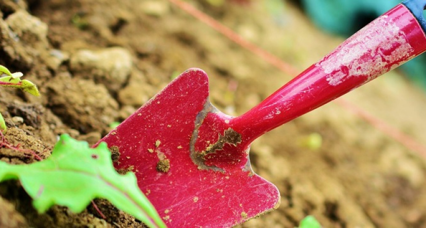 Муравьи погибают мгновенно: заливаю этот раствор в муравейник — вредителей нет, а почва становится плодороднее