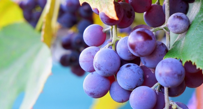 Эта ягода — самая вредная: а мы едим ее покупаем как деликатес, еще и детей кормим