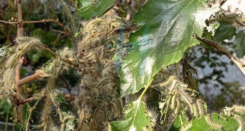 В Новороссийске гусеницы пожирают деревья: от листьев остаются одни скелеты