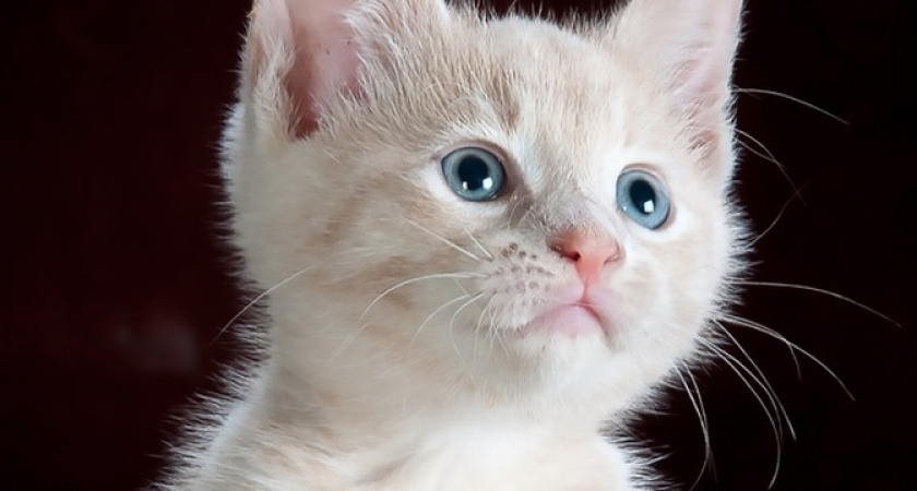 Станете для нее врагом: топ-3 вещи, за которые кошка перестанет вас любить