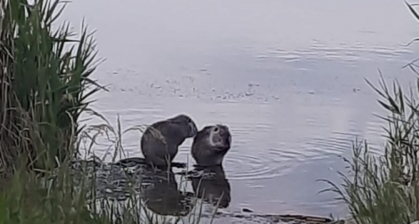 В Новороссийске в Суджукской лагуне рыбак поймал на крючок нутрию