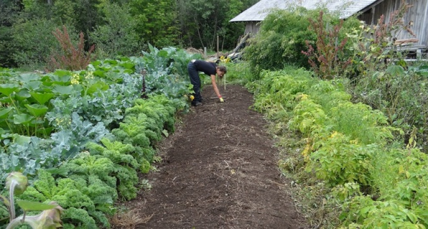 Муравьи покинут участок: нужен 1 секретный ингредиент