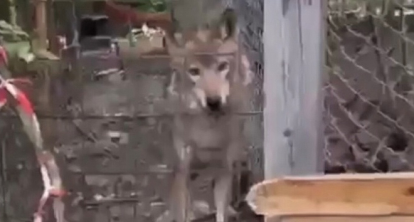 Под Новороссийском местные жители нашли вольер с волками