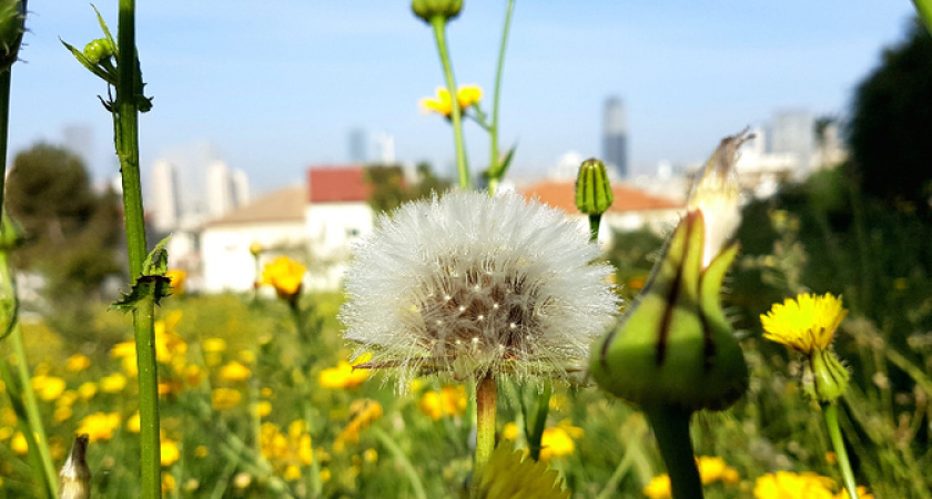 Указ подписан. Садоводам грозит тюрьма за выращивание некоторых растений