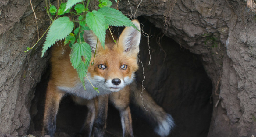 Поисковики Новороссийска побывали в подземном лабиринте "в гостях" у лисы 