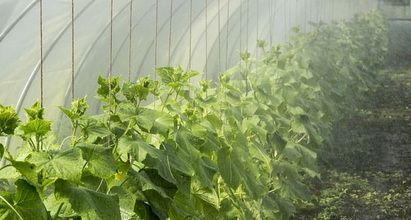 Огурцы плодоносят как сумасшедшие: сделайте на грядке только одну простую манипуляцию