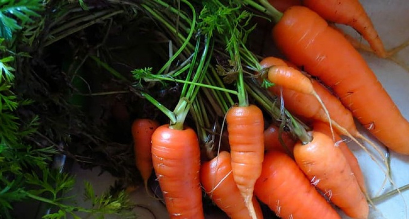 Эффект просто поразительный: закопайте лотки от яиц рядом с морковью