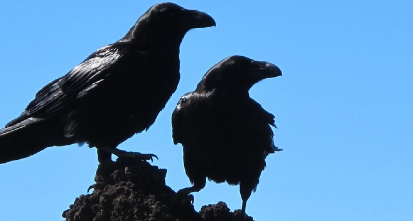 Июнь сведет в могилу: Глоба назвала два знака зодиака, в жизни которых начнётся сплошная черная полоса