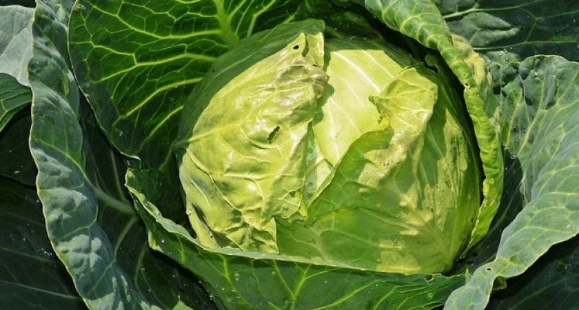 Шинкуем капусту и добавляем ещё 2 продукта: простой салат превращается в шедеврp